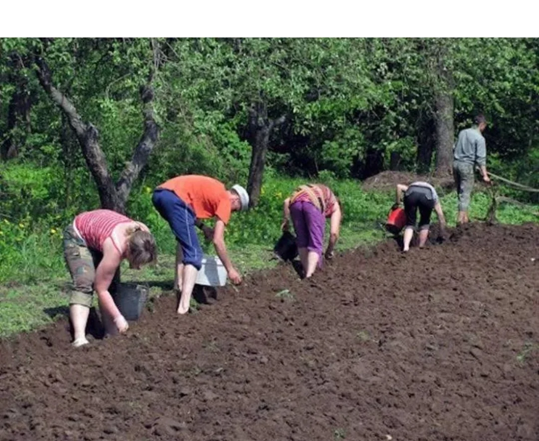 Как люди работали на земле. Работа в огороде. Труд в огороде. Весенний труд на огороде. Люди в огороде.