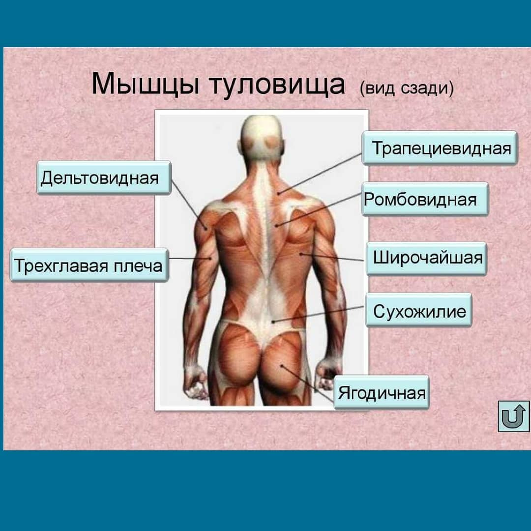 мышцы туловища