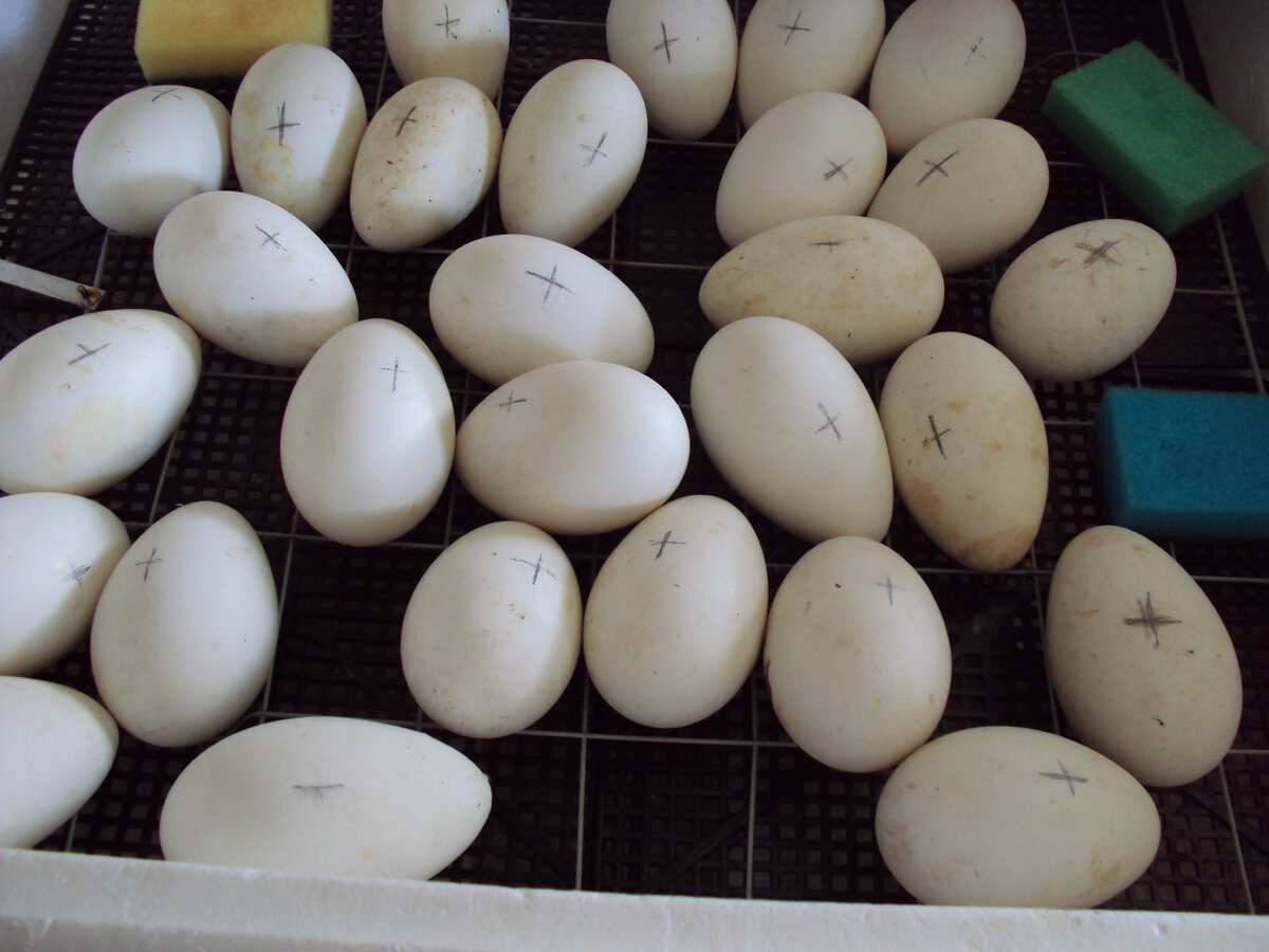 Разложила так, чтоб яйца не мешали друг другу