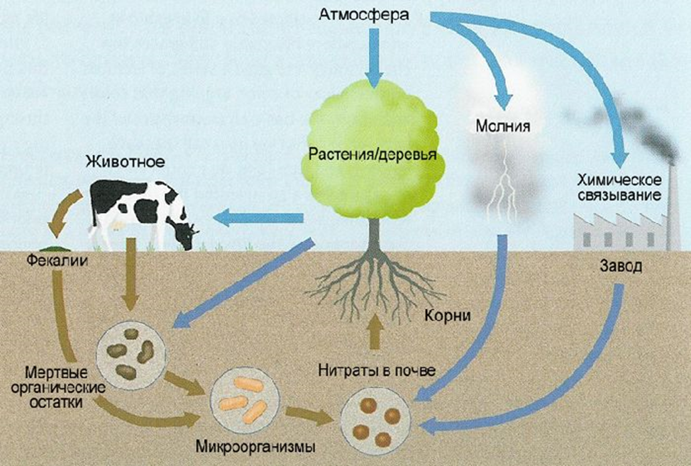 Круговорот веществ азота схема. Круговорот азота в природе схема. Биологический круговорот азота в природе. Круговорот азота (по ф.Рамаду, 1981).