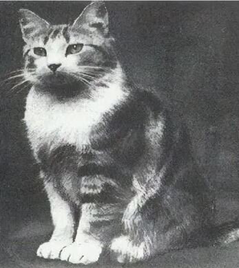 Максим. Кот, который пережил блокаду Ленинграда