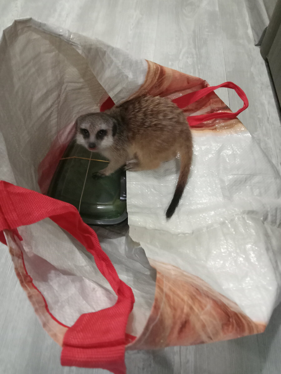 Севастьян залез в шашлычную сумку