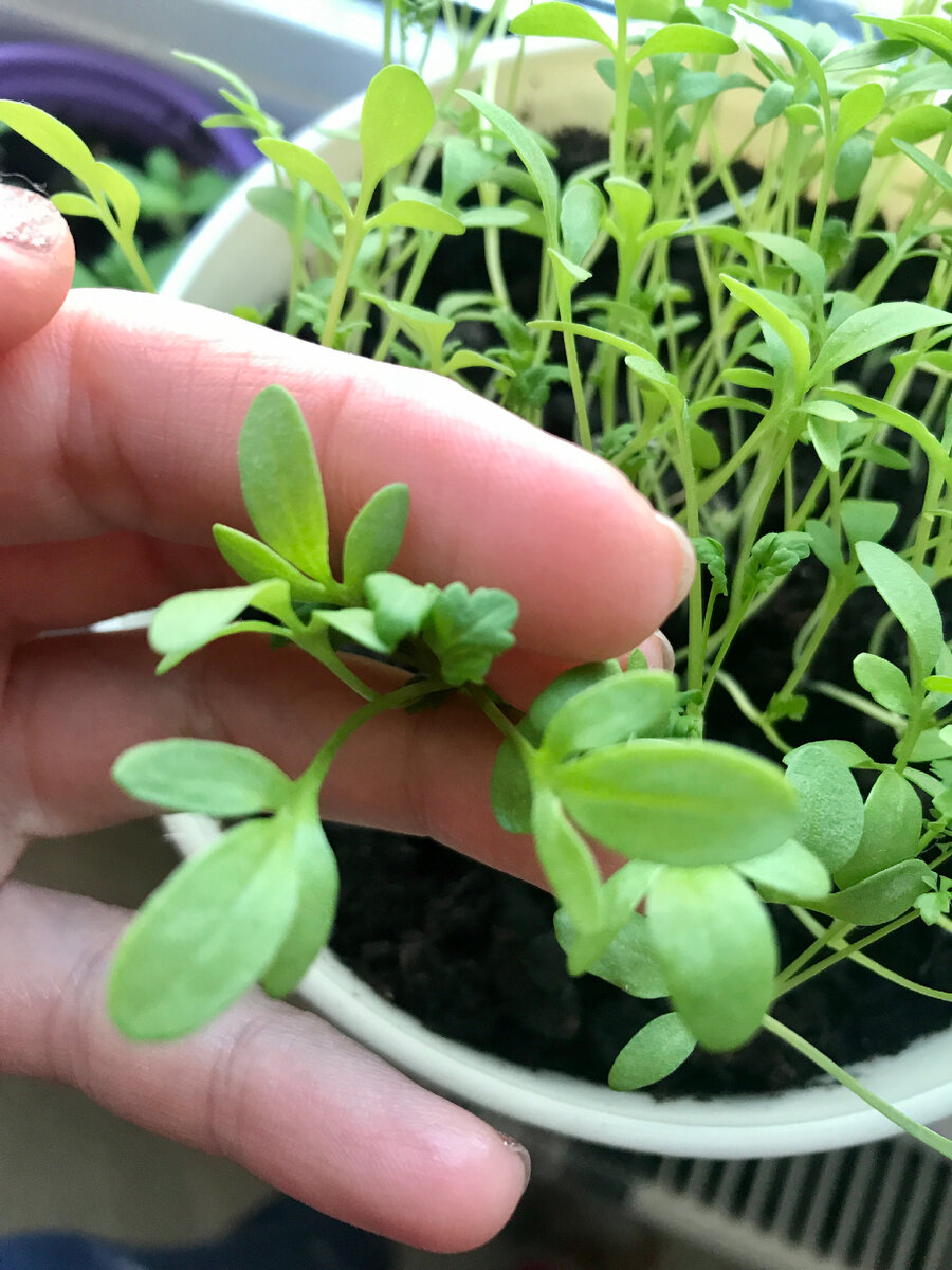 Выращиваю кресс-салат на подоконнике 🌱 Домашняя зелень в горшке - просто и  удобно! | Все о доме и красоте ❤️ | Дзен