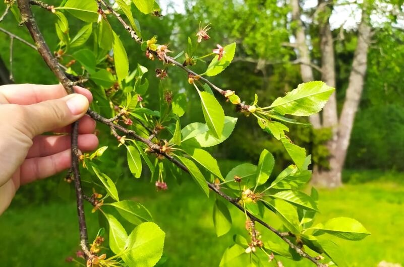 Вишня в саду.