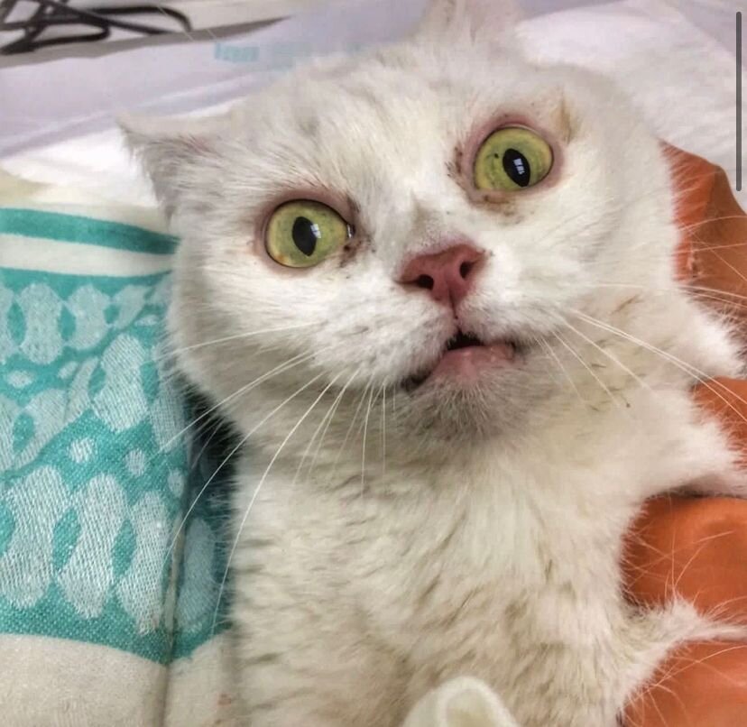 Кира хочет жить 