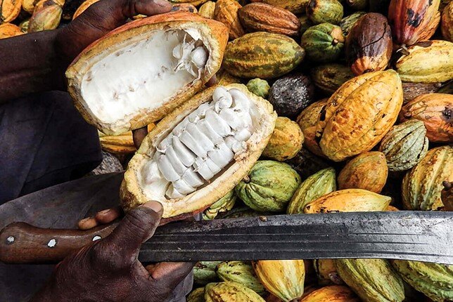  Фото: TechnicoFlor