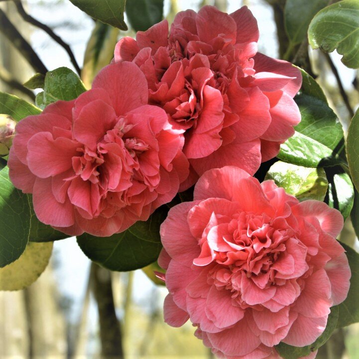 розовая камелия