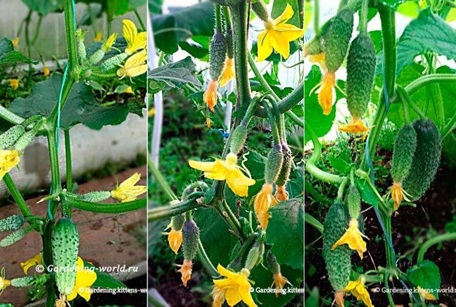 Любимые сорта - кустового, букетного, пучкового типа (фото автора).