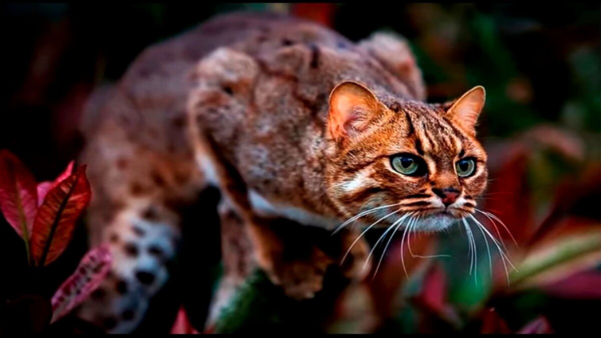 Маленькая красавица-ржавая кошка