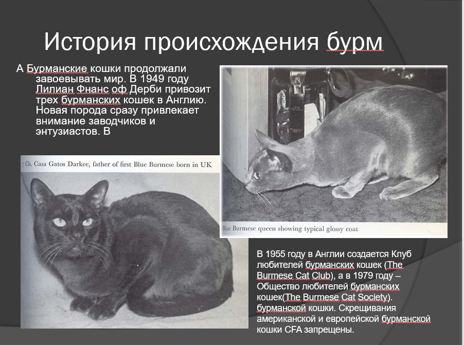 Возникновения кошек. Европейская бурма кошка. история породы бурманской кошки. история происхождения кошек. история происхождения пород кошек.