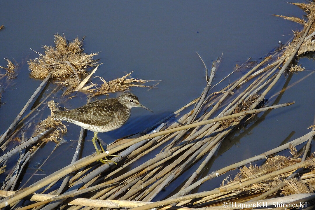 ФИФИ на присаде. Как утки водят малышей по краю зарослей, так кулики находят заломы растений, на которых можно отдохнуть и наблюдать за всем происходящим. На мои специальные заломы садились даже серые цапли (только не здесь). Чтобы они выглядели симпатичными, я их не срезал, а, именно, заламывал. 