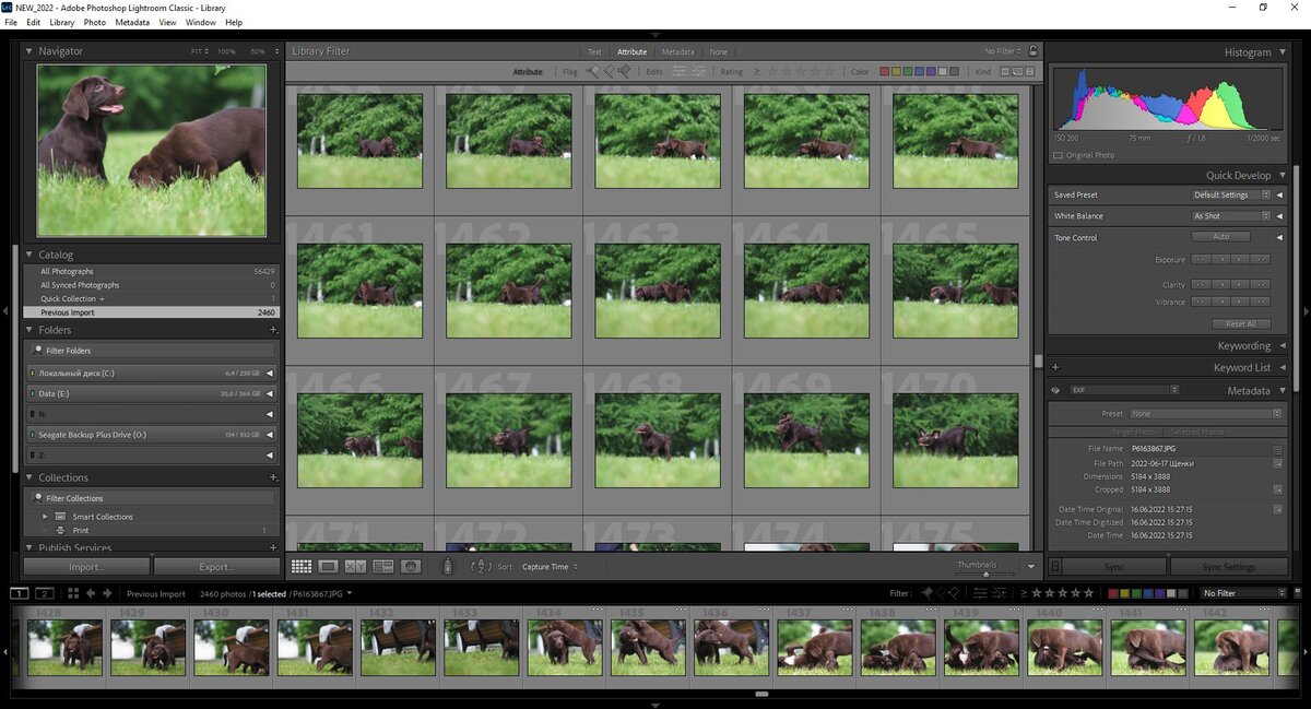    Собачки — это мило, но обрабатывать проще сто фотографий, а не две тысячи / Иллюстрация: Алиса Смирнова, Фотосклад.Эксперт