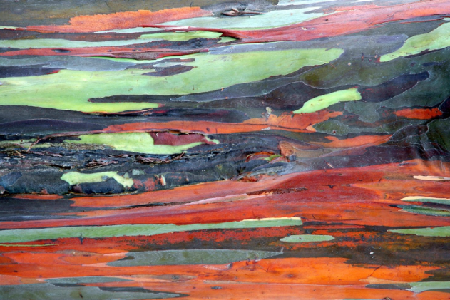 Это не картина модерниста, а всего-лишь кора эвкалипта