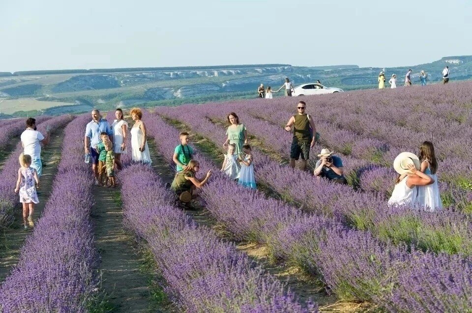     В этом году на полуострове планируют собрать около тысячи тонн сырья  Архив "КП"