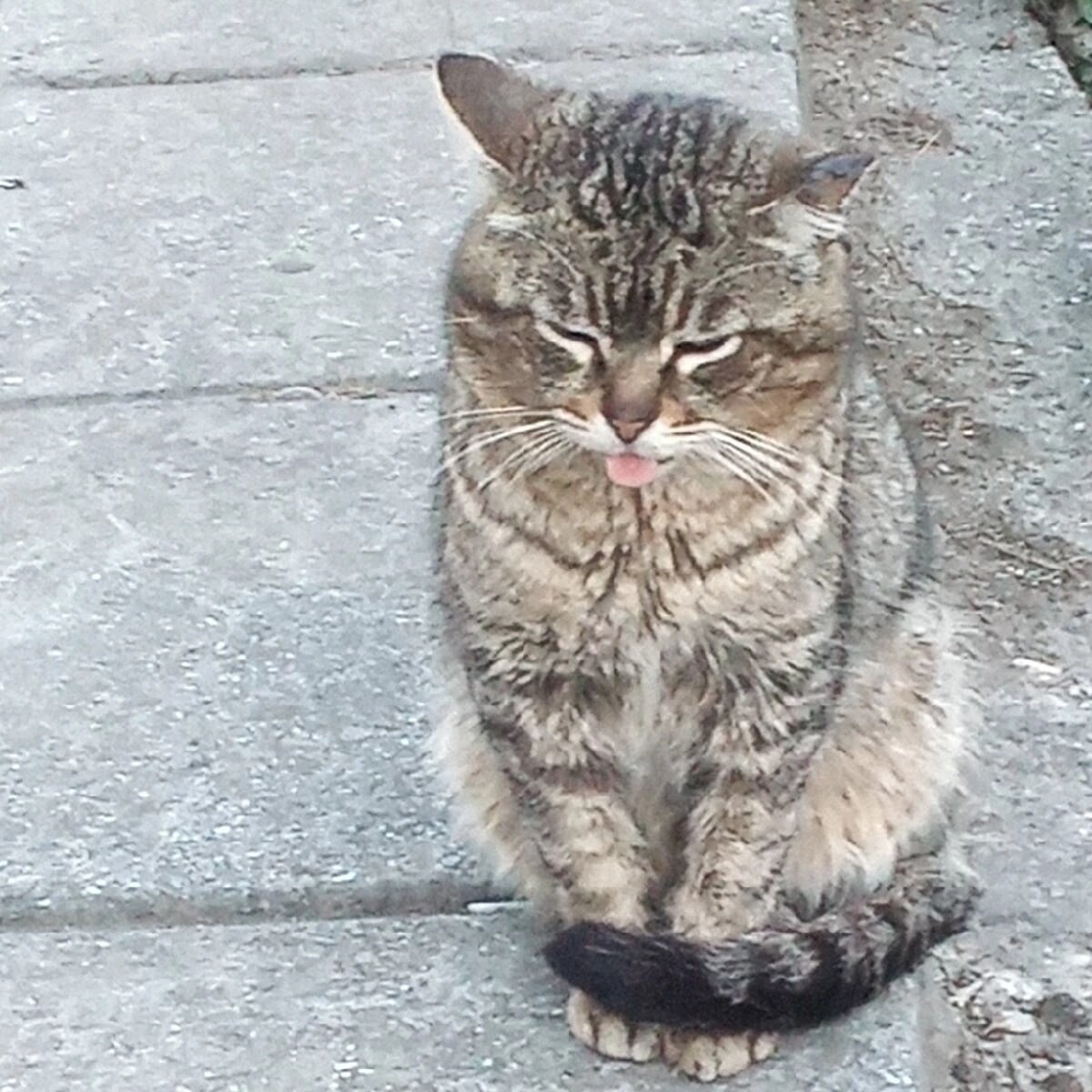 Вот этот красавец)