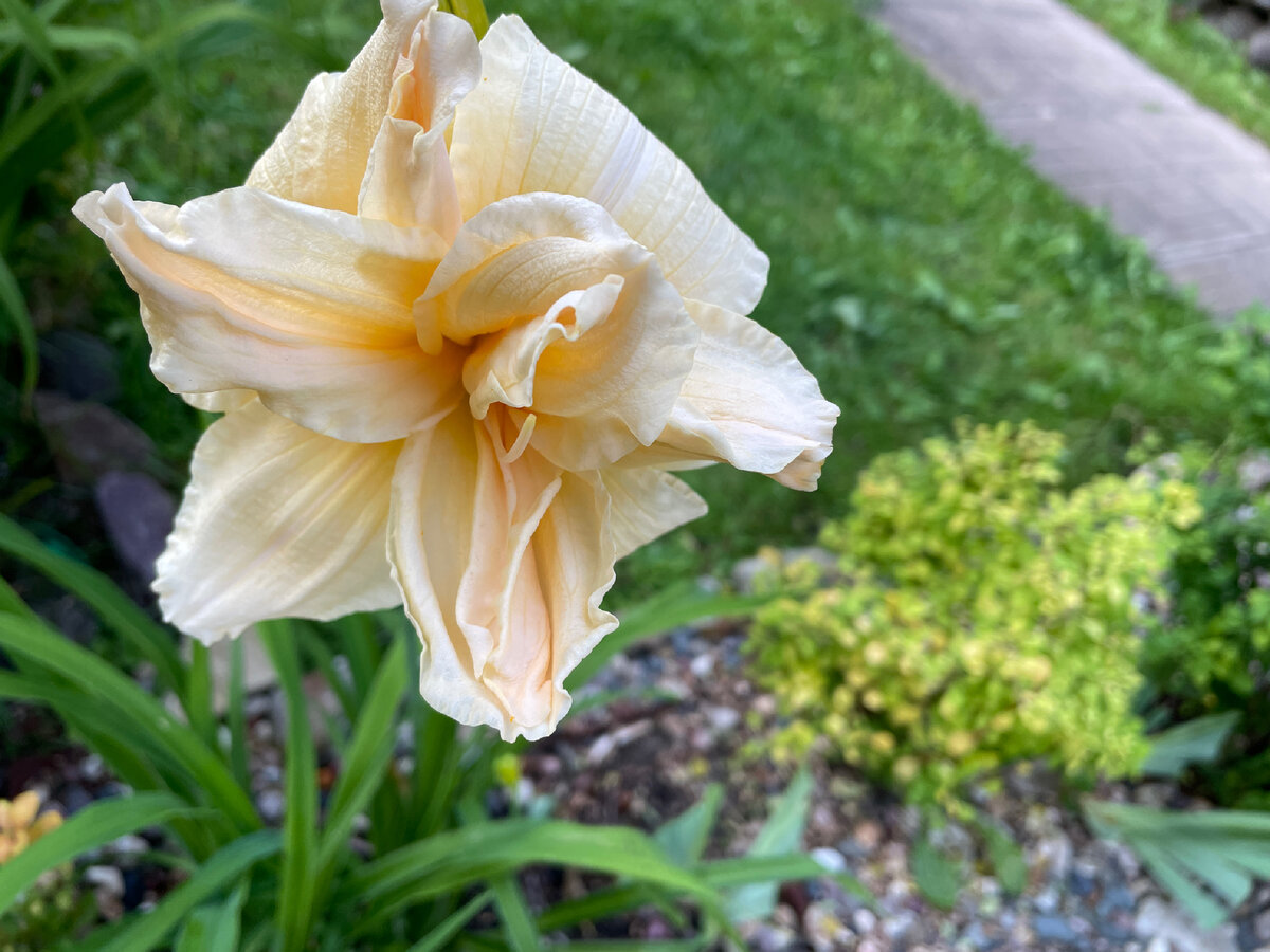 Ванилла Флафф