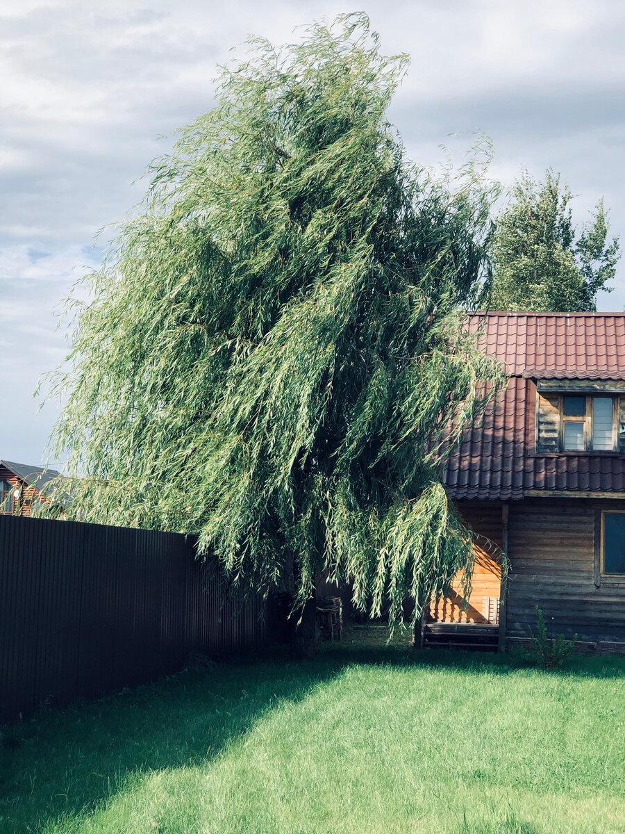 Одна из моих самых любимых фотографий. Везде фото автора.