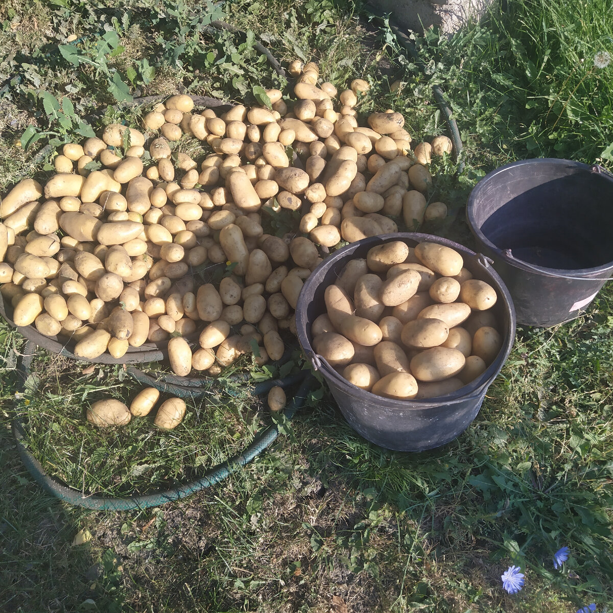 сорт королева Анна