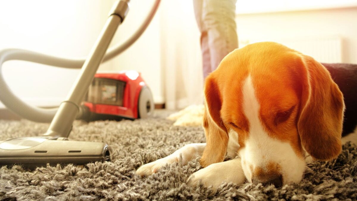 Собака рядом с пылесосом 