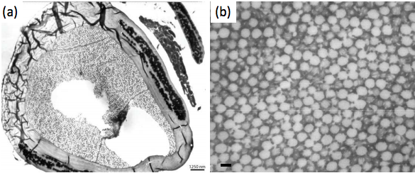 Поперечный разрез (a) "колючки" на пере; текстура пера (b). Из статьи: Structural color in the Swallow Tanager ( Tersina viridis ): Using the Korringa-Kohn-Rostoker method to simulate disorder in natural photonic crystals.