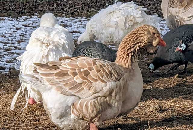 Домик для гусей своими руками. Часть 1