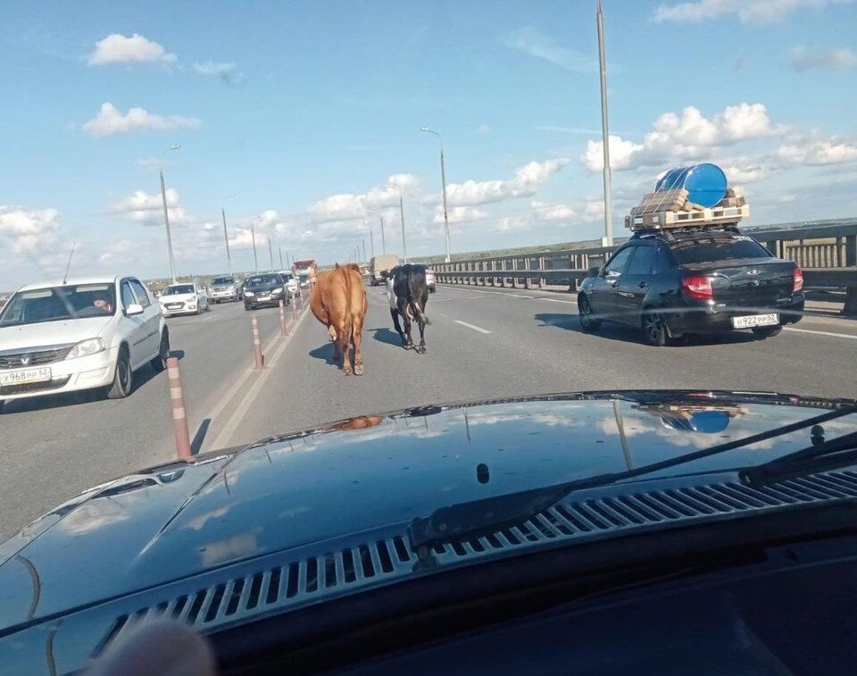     Коровы стали причиной пробки на Солотчинском мосту под Рязанью. Фото: аТипичная Рязань.