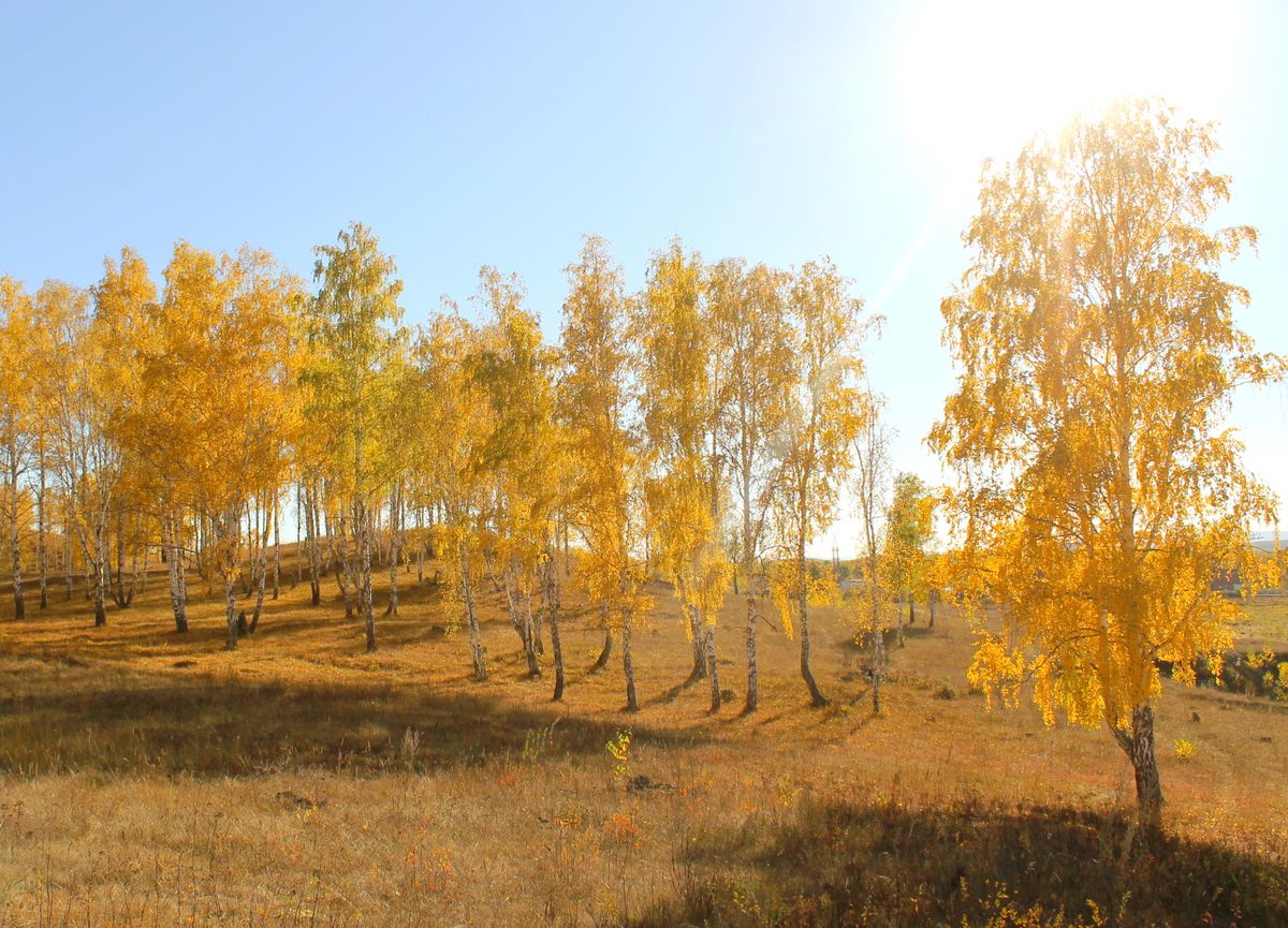 Уральская Золотая провинция. Когда начинается Золотая осень в Кузбассе сентябрь 2022 фото.