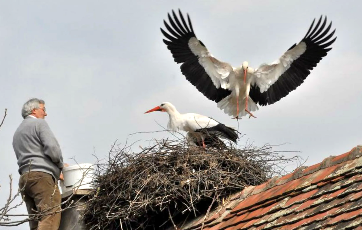 Степан угощает аистов рыбой. Фото: bolshoyvopros.ru