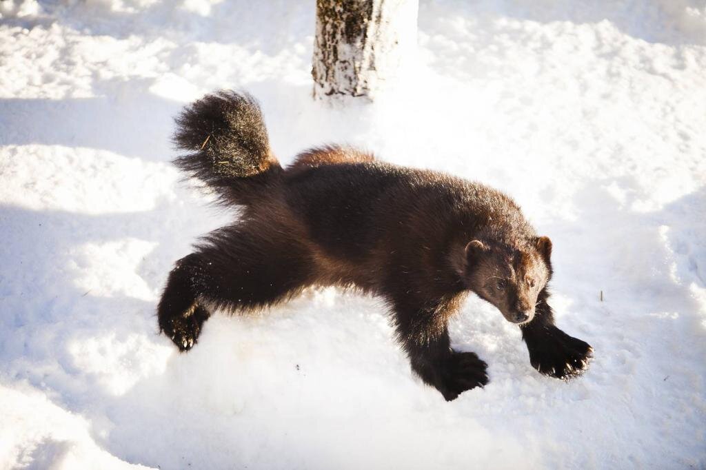 Из свободного интернет пространства
