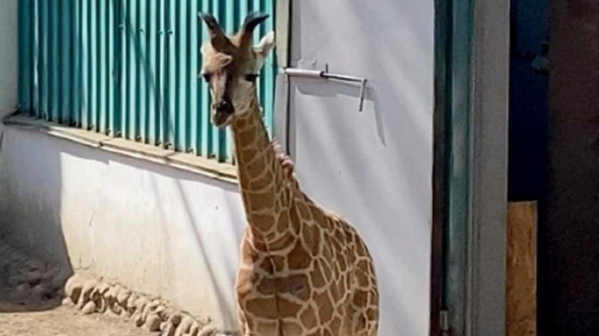    Маленький жираф стоит возле домика:instagram.com/almatyzoo