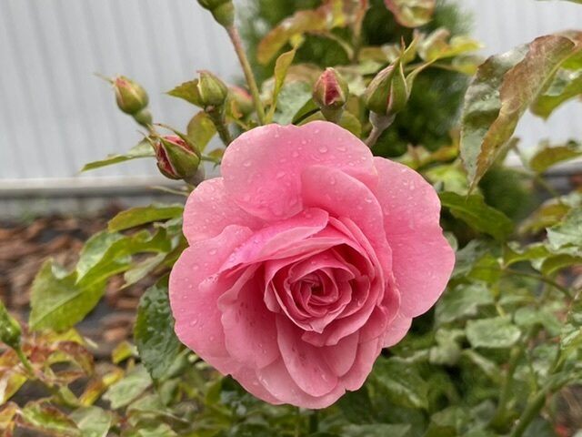 Флорибунда Секси Рекси