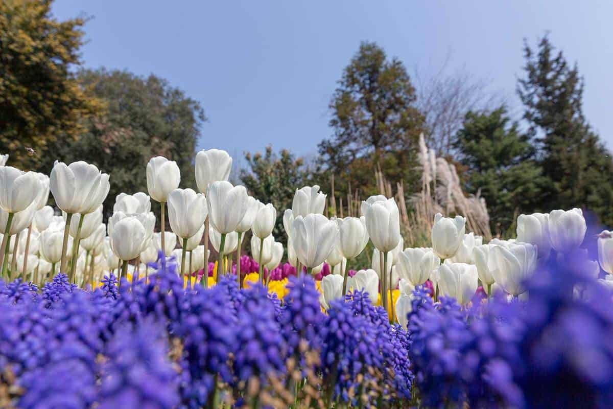 Фото компании Garden Tabs