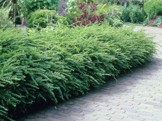    // фото: pro-dachnikov.com