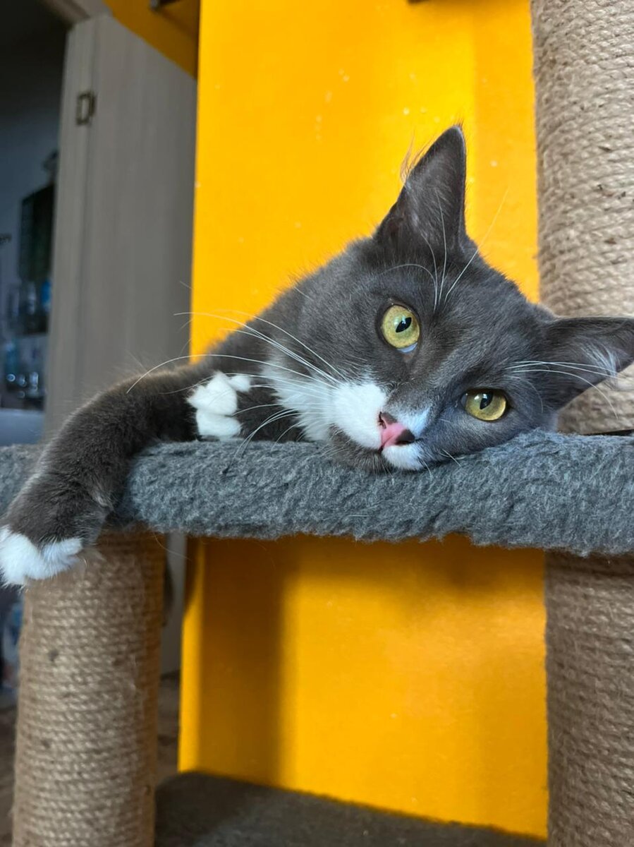 Вот такое чучело мяучело))) 