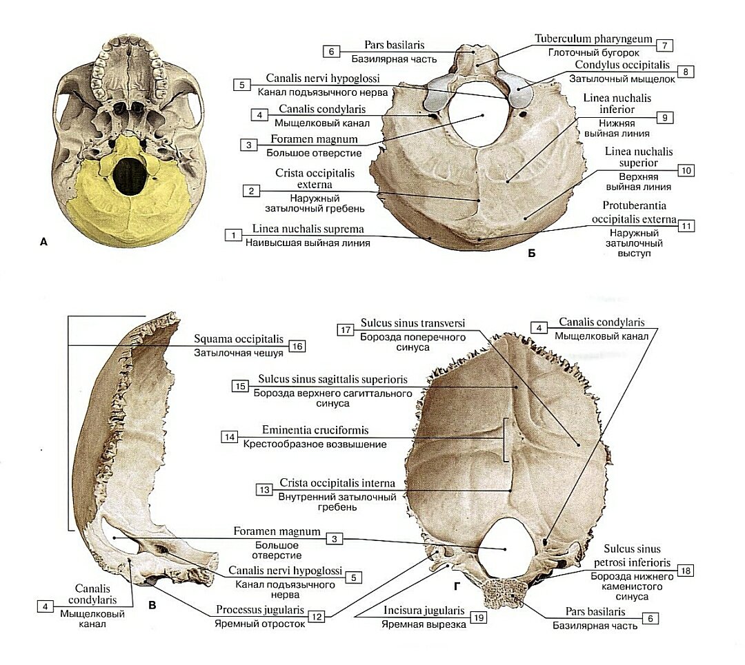 Затылочная кость. А - положение затылочной кости на наружном основании черепа. Б - вид снизу. В - вид сбоку справа. Г - вид изнутри спереди. 