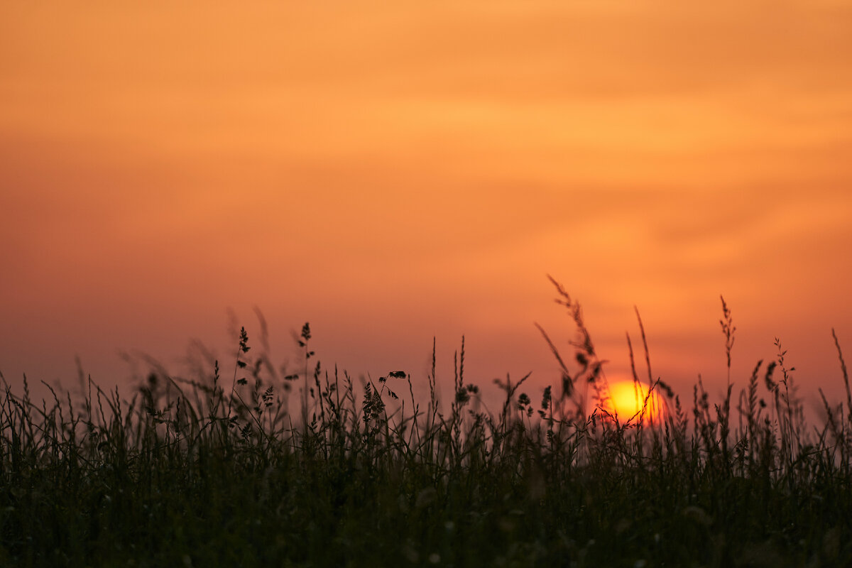 Картинка с бесплатного фотостока https://unsplash.com, автор Wolfgang Hasselmann