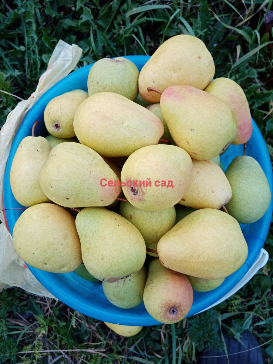 Груша Чижовская