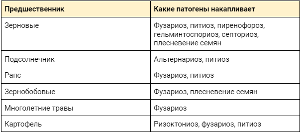 Предшественник и вероятные болезни озимой пшеницы