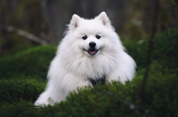 Шпицуля.рф: Как правильно выгуливать собаку или ещё один важный повод делать это на поводке (фото из фотобанка unsplash.com)