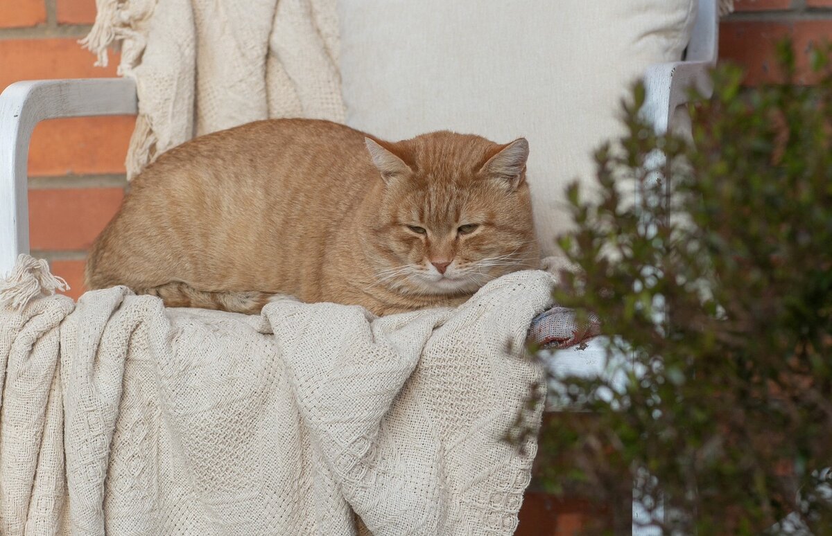 В COZY HOME много уютных пледов 