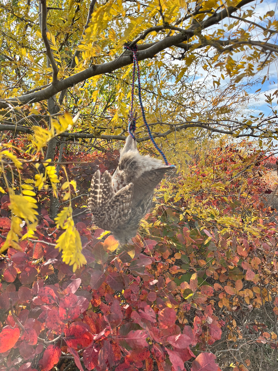 Серая куропатка подвешенная в лесополосе