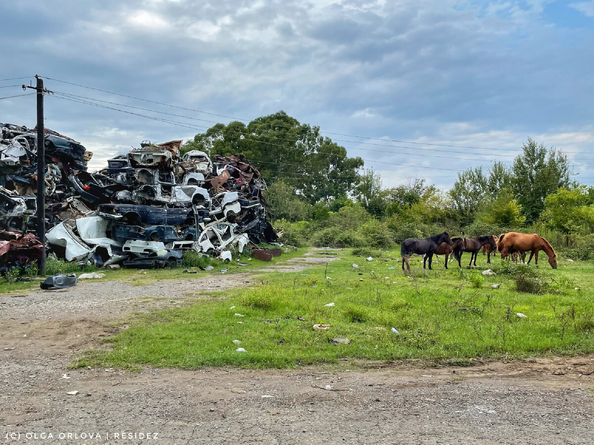 Лошади пасутся прямо у груды искорёженных авто
