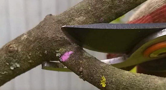 Перед тем, как приступать к обрезке, нужно осмотреть дерево и наметить ветви, которые будем удалять. Для этой цели я приспособила мелки.