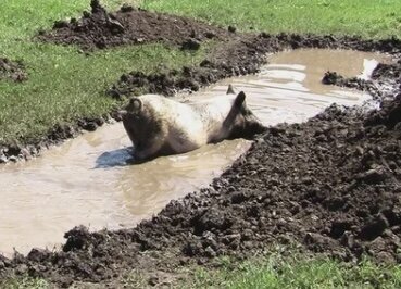 Карандашом или ручкой обводила любимые передачи и мультики. Яндекс картинки 