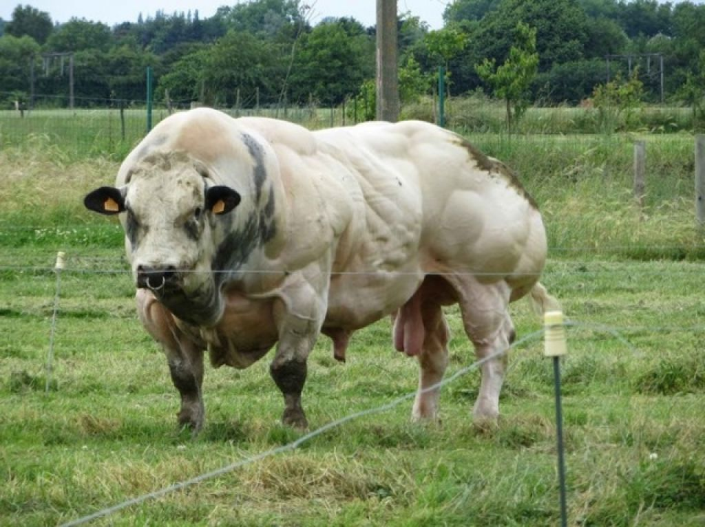 Все мы знаем коров, и что люди приручили корову более 8 тысяч лет назад. Сейчас фермеры ценят крупно рогатых за высокую продуктивность - это мясо, молоко и кожа.