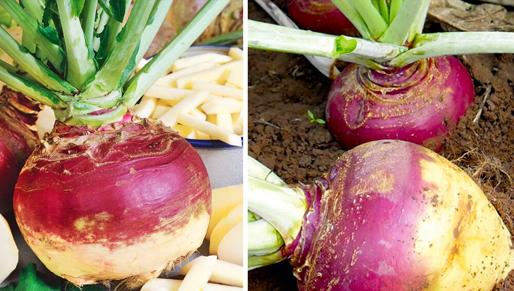 Редкие корнеплоды, которые разнообразят ваше меню | НПО «Сады России ...
