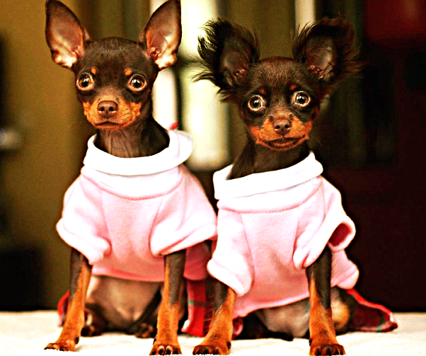 Русский той-терьер.фото funart.pro