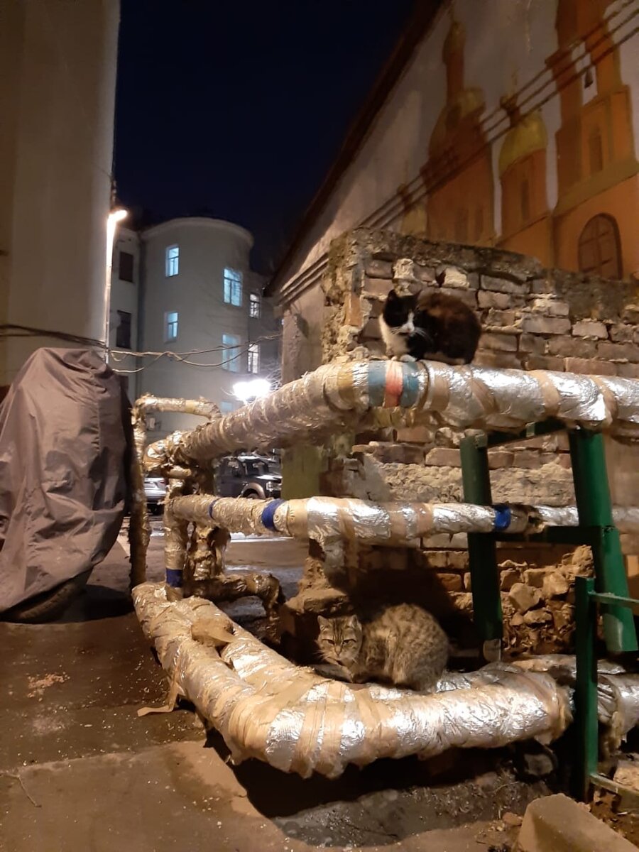 Фото автора. Не у всех котов есть дом...