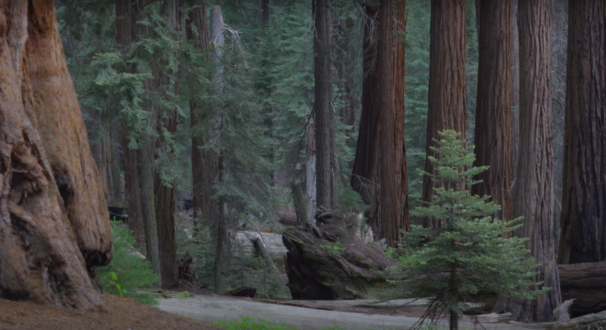 Раннее утро в лесу Секвойя