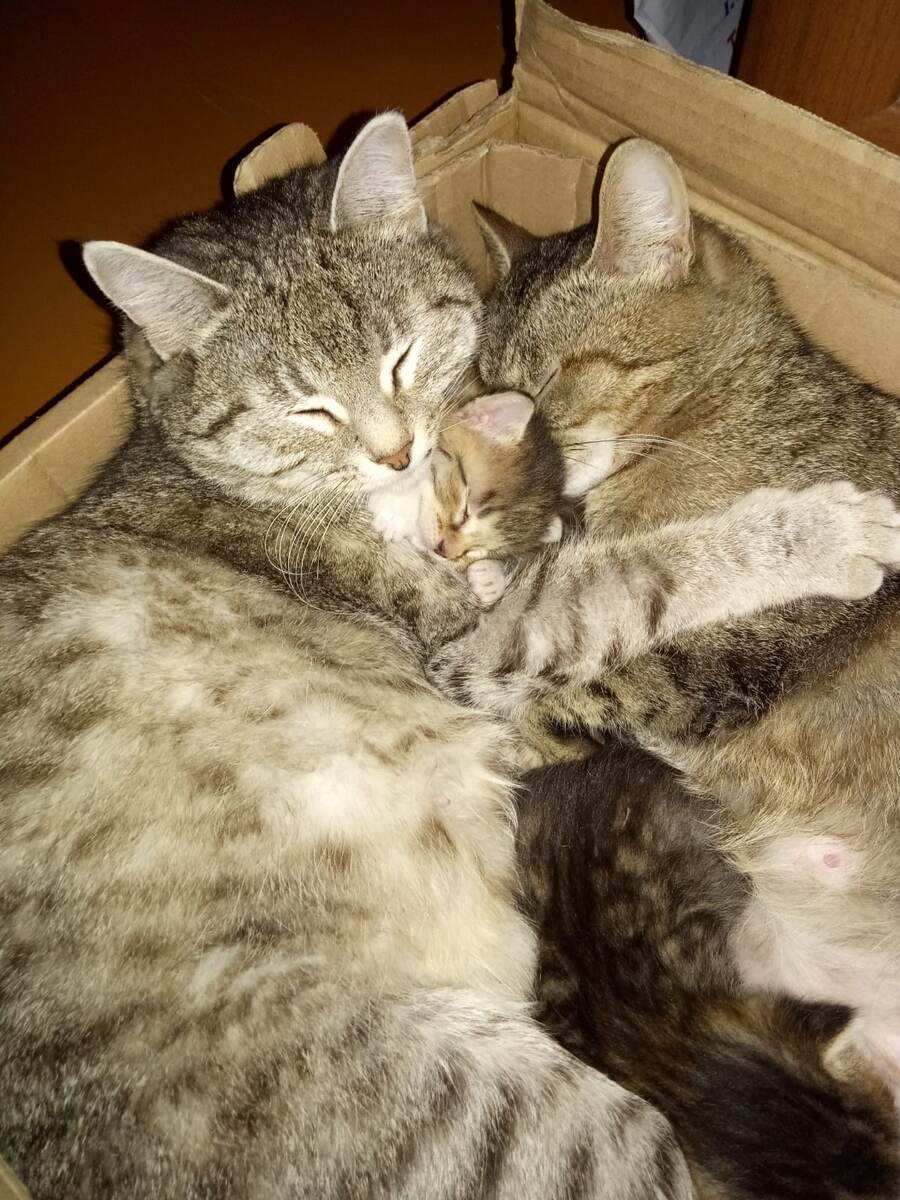 Нюша, Маша и котята.